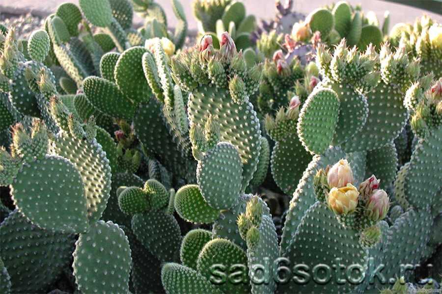 Опунция кактус: примеры по уходу и размножению растения