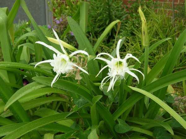 Цветок нерине или лилия-паук: уход в открытом грунте и в комнатных условиях