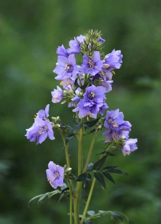 Синюха голубая фото: описание цветка, разновидности, условия выращивания в открытом грунте, размножение, сочетание в ландшафтном дизайне