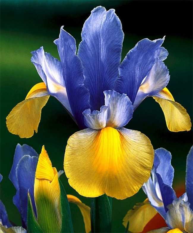 Ирисы имеют ярко окрашенные цветы и длинные мечевидные листья Цветы, похожие на ирисы: альстромерия, Касатик водный, иридодиктум, орхидеи, львиный зев,