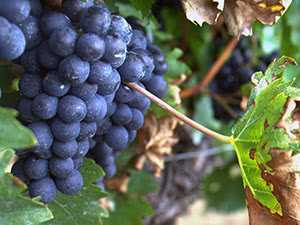 Обрезка винограда осенью для новичков: видео и фотографии