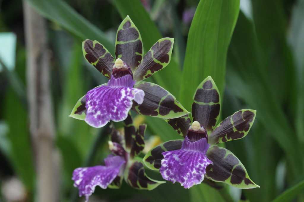 Орхидея зигопеталум: описание, особенности сорта, выращивание и уход в домашних условиях