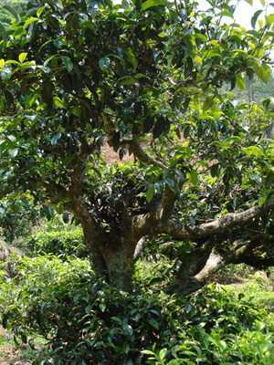 Чайное дерево: уход в домашних условиях и способы размножения