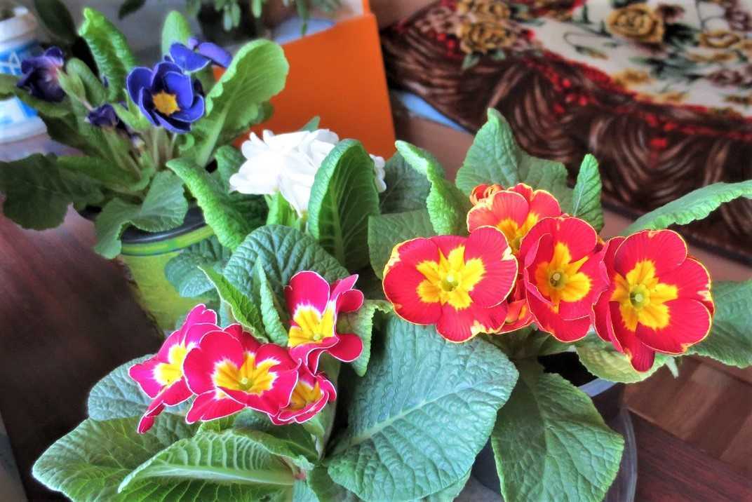 Мир домашних цветов: все что вы хотели узнать по уходу за самыми популярными комнатными растениями
