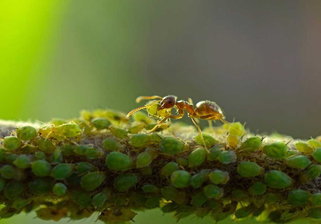 Муравьи на пионах: как избавиться от муравьев на пионах навсегда!