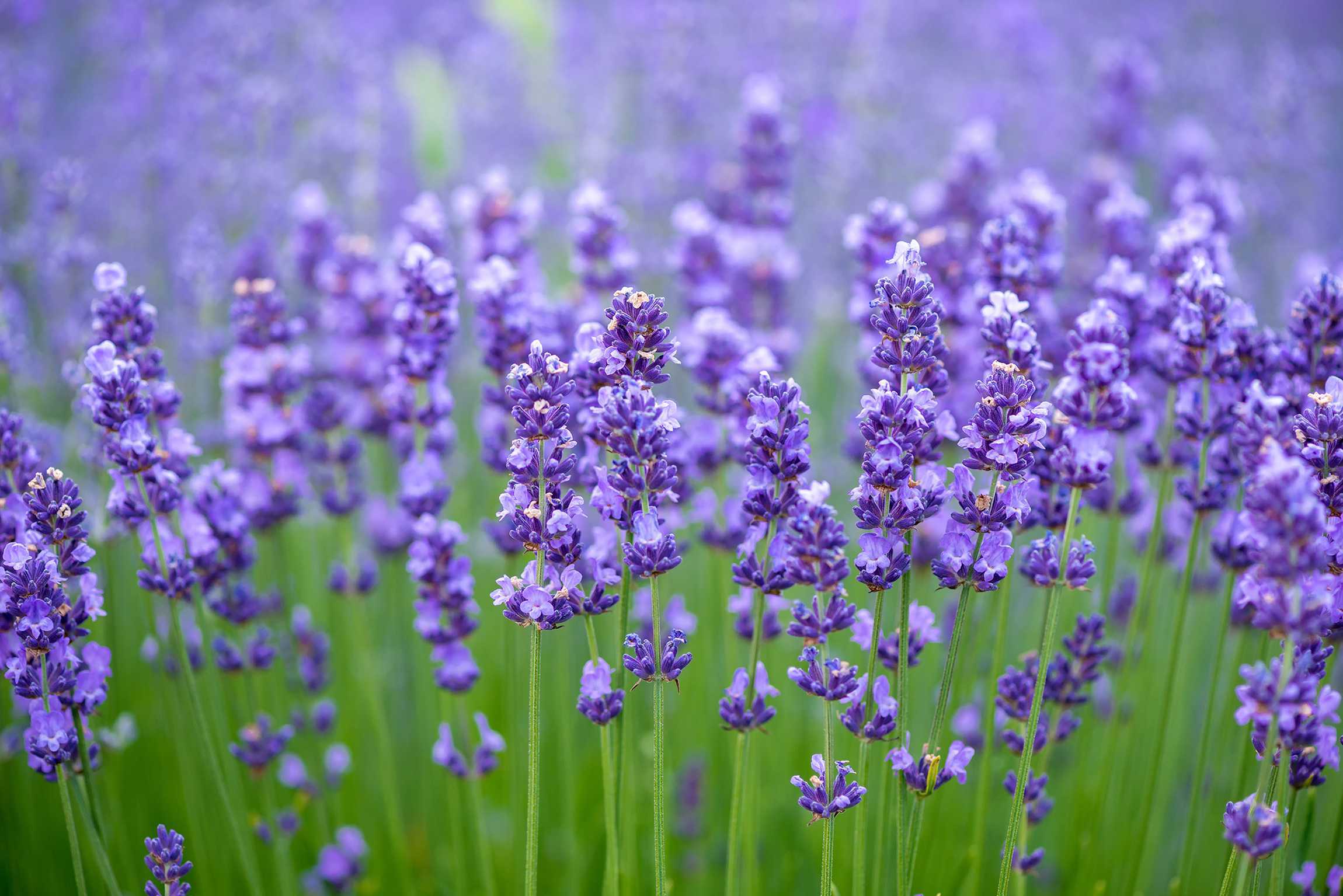 Lavender__ How to