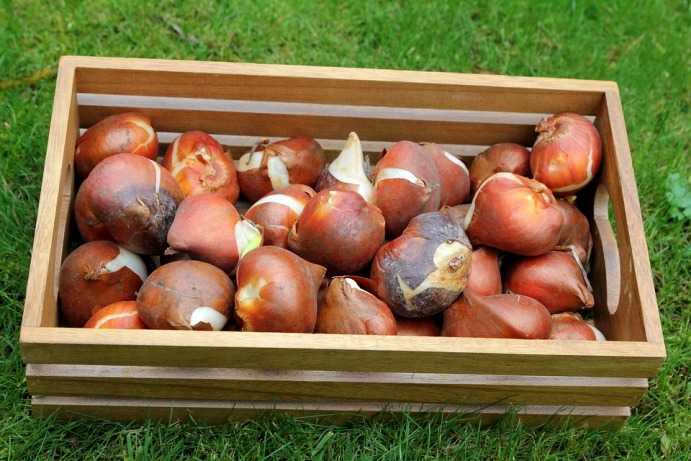 Как правильно выкапывать луковицы тюльпанов и хранить их до посадки осенью?