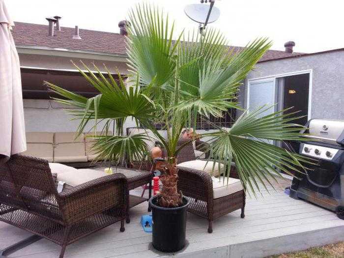 Веерная пальма: уход в домашних условиях. советы для начинающих