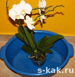 Правильный полив орхидеи во время цветения в домашних условиях