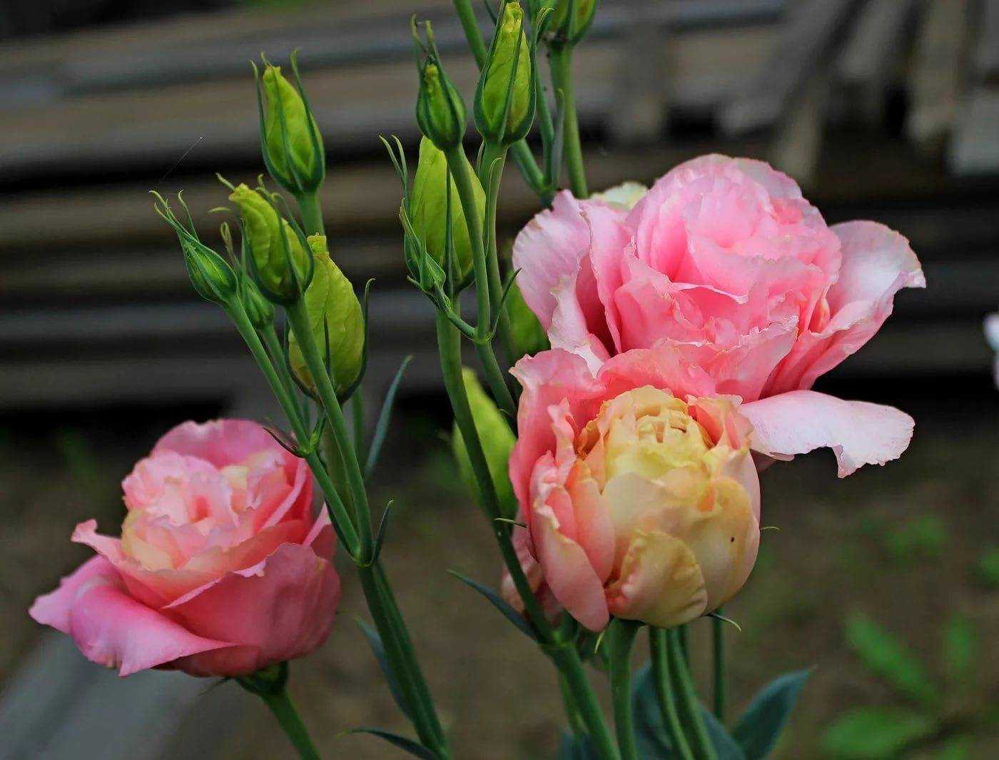Можно ли выращивать чайно гибридную розу в квартире - сад и огород