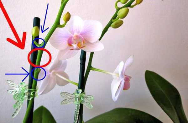 Можно ли при пересадке орхидеи обрезать корни, если они длинные воздушные или большие и растут из горшка: куда их девать и чем обработать повреждения? selo.guru — интернет портал о сельском хозяйстве