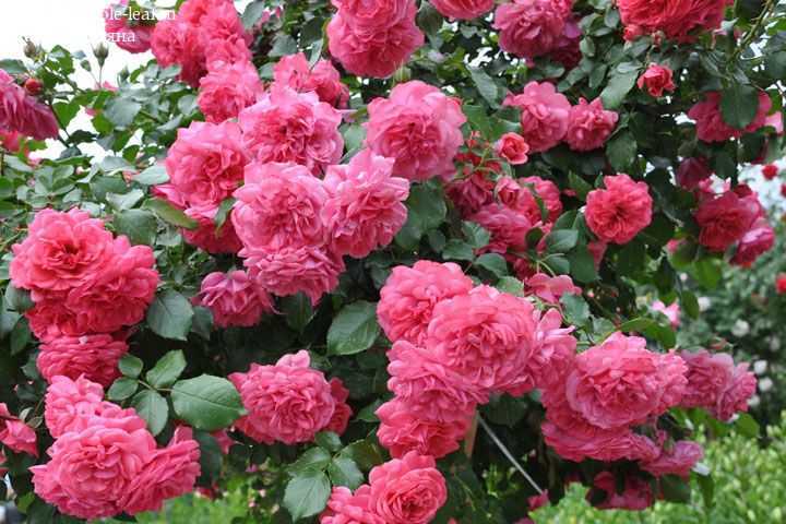 Роза плетистая розариум ютерсен: выращивание и уход