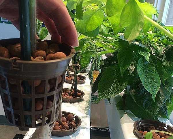 Гидропонная установка для выращивания зелени своими руками