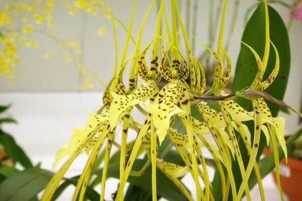 Орхидея камбрия: описание разновидностей и условия выращивания