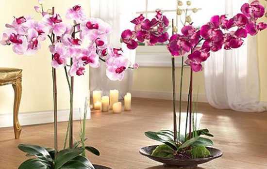 Полноценные уход и выращивание орхидей в домашних условиях