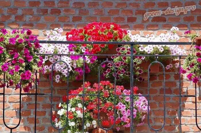 Цветы для балкона: названия (119 фото): балконные вьющиеся, ампельные растения, петуния и зимний сад на северной и солнечной стороне, ящики для цветов