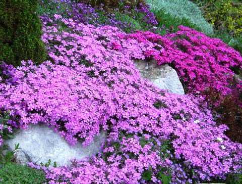 Мыльнянка часто встречается не только в горах, но и в садах Она заслуживает внимания как декоративный цветок и лекарственное растение Раскрываем секреты ее