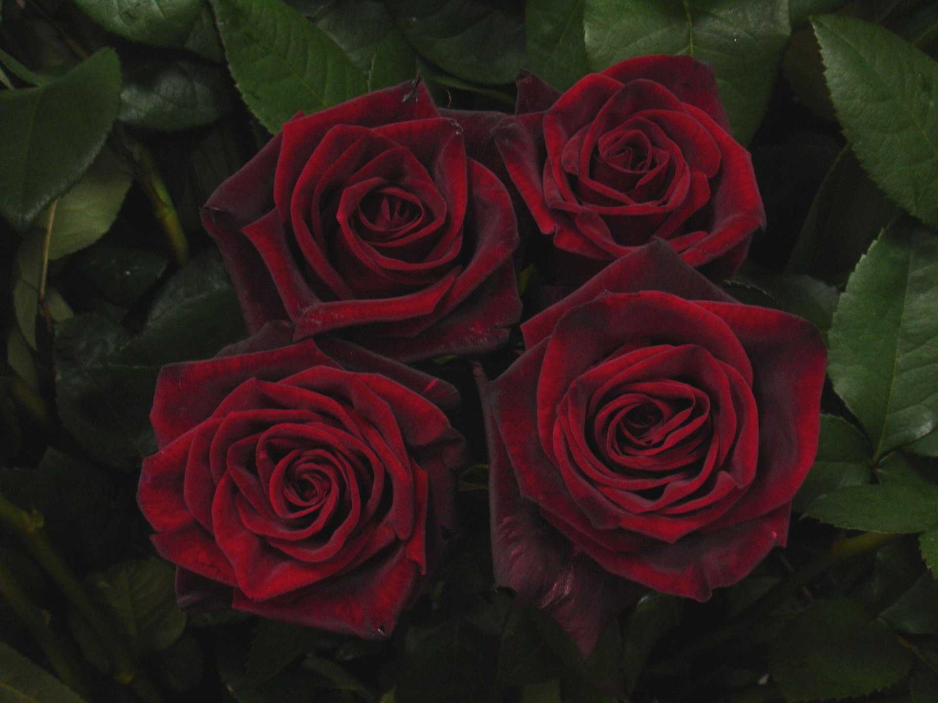 Черная магия роза: описание сорта и 4 этапа правильного ухода