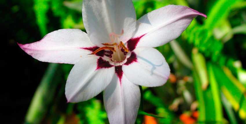 Ацидантера: фото и виды, выращивание и уход за цветком | спутниковые технологии