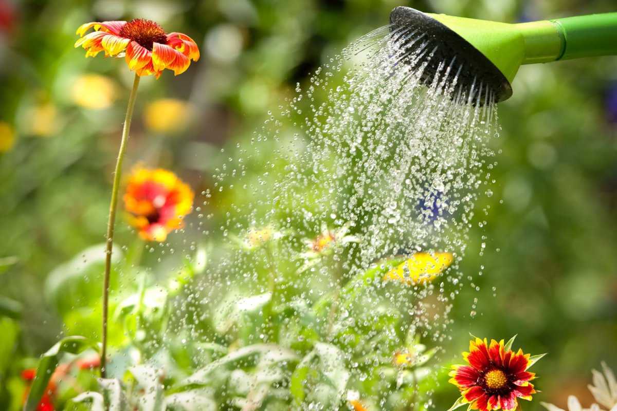 10 главных правил полива комнатных растений. фото — ботаничка.ru