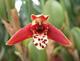 Орхидея макодес петола