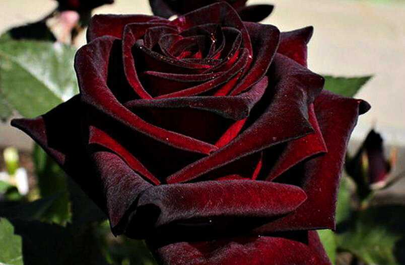 Black baccara — чувственная роза насыщенного бордового цвета с чёрной примесью от meilland