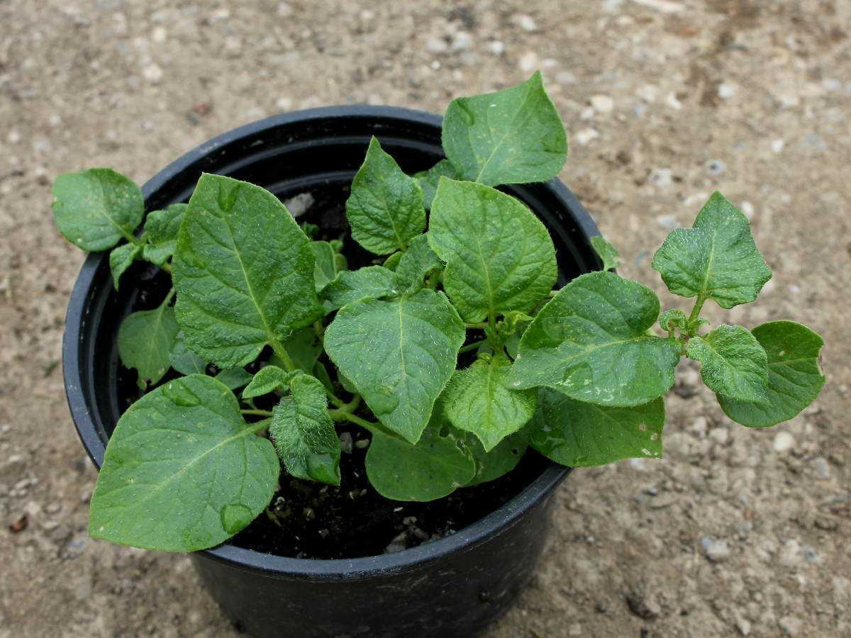 выращивания картофеля семенами