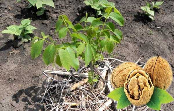 Плодовое дерево грецкий орех: описание сортов, уход и условия выращивания, обрезка и формирование кроны