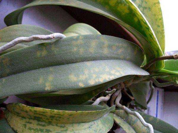 Как избавиться от мучнистого червеца на орхидее?