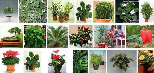 Тенелюбивые комнатные растения: их фото и названия