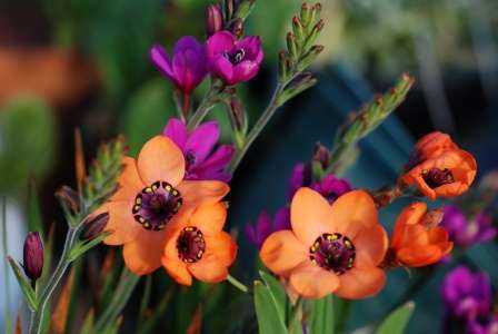 Цветы спараксис «триколор микс» и «джумбо стар микс» (с фото)
