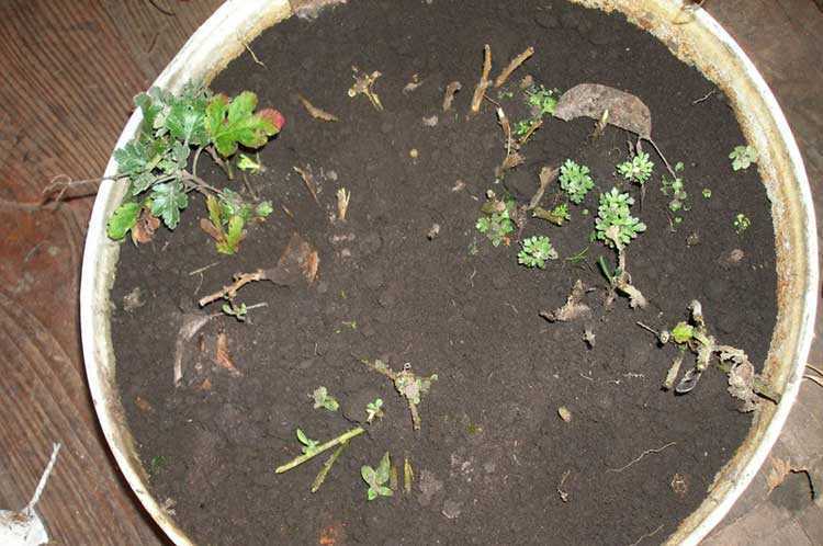 Укрытие хризантем на зиму: как  сохранить в открытом грунте под «куполом»? зимовка под грунтом