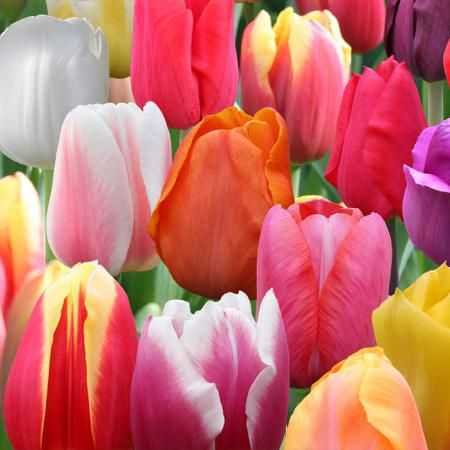 Чем подкормить тюльпаны ранней весной для пышного цветения в саду и роста?