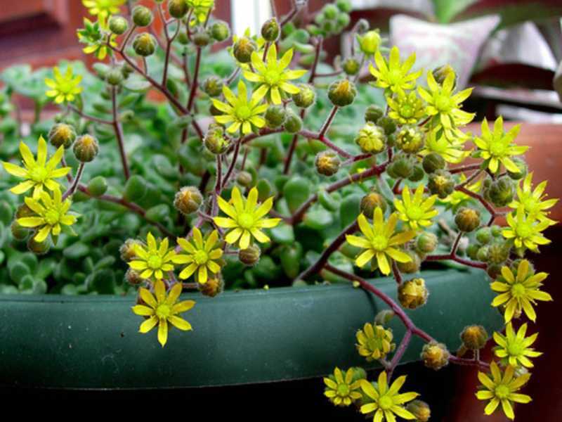 Цветок аихризон: уход и цветение в домашних условиях