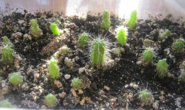 Клейстокактус: фото, описание штрауса, других видов кактуса, уход в домашних условиях