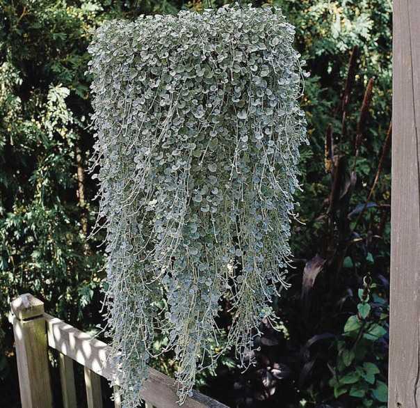 Дихондра серебристый водопад: выращивание из семян в домашних условиях