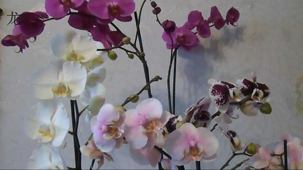Орхидея для новичков: самые неприхотливые виды для выращивания в квартире