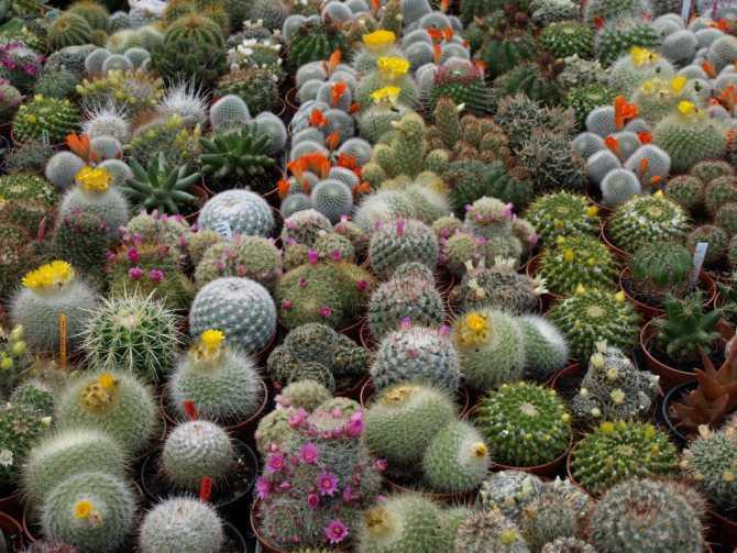 Правила и особенности пересадки кактуса во флорариум или горшок