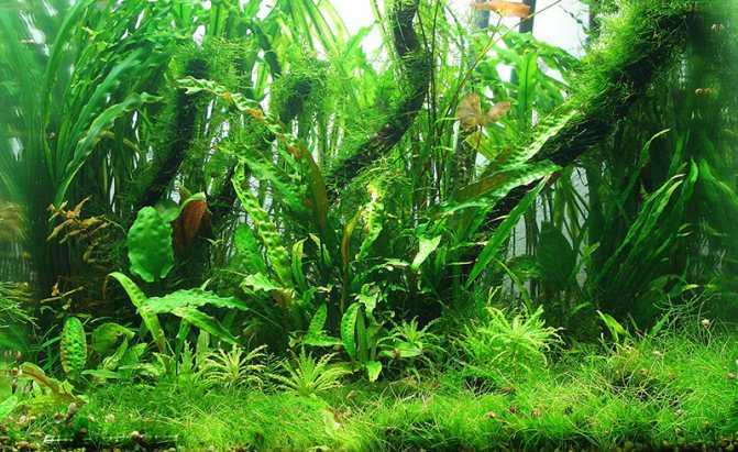 Аквариумное растение риччия плавающая и как вырастить?