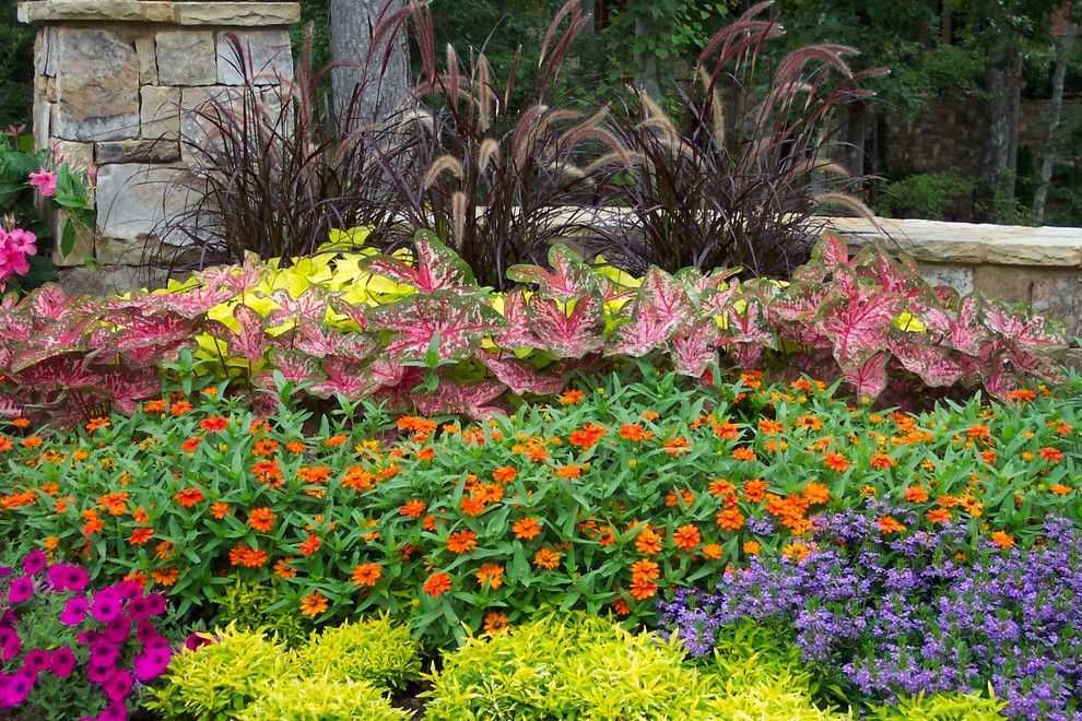 Агератум — 50 фото цветов и их сорта: рассада и уход, когда сажать растение в грунт