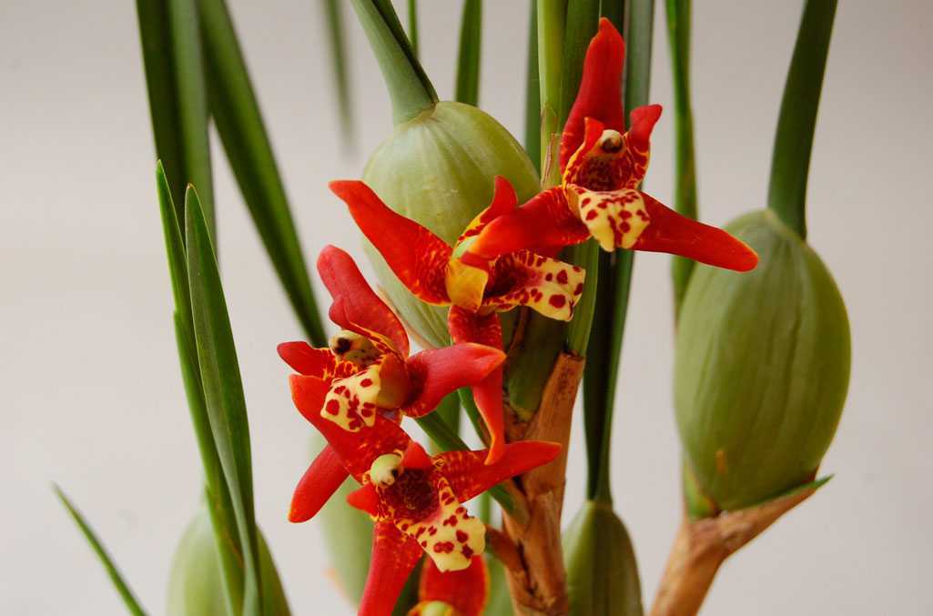 Брассия - уход за орхидеей в домашних условиях, пересадка, размножение
