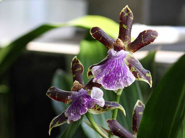 Орхидея зигопеталум – голубой ангел