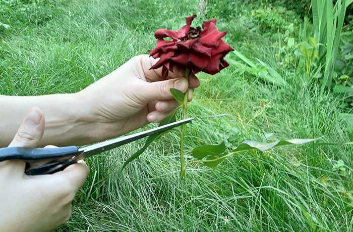 Роза: посадка и уход в открытом грунте, выращивание и сочетание в ландшафтном дизайне, фото, размножение сорта