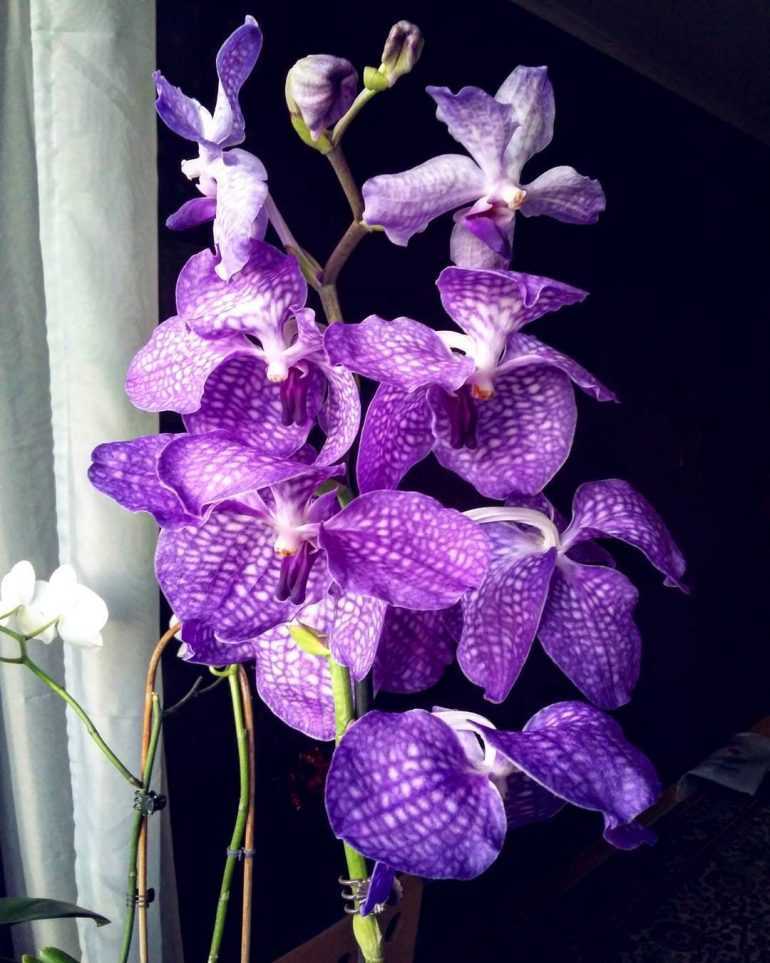 Великолепные орхидеи ванда (vanda)