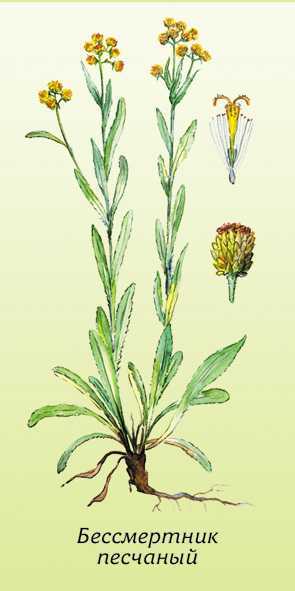Трава бессмертник – лечебные свойства и противопоказания, цветок бессмертник (цмин песчаный) для печени, для похудения, для волос