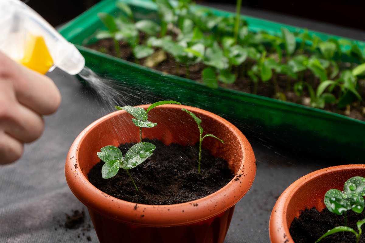 Торения: выращивание из семян в домашних условиях, высадка в открытый грунт