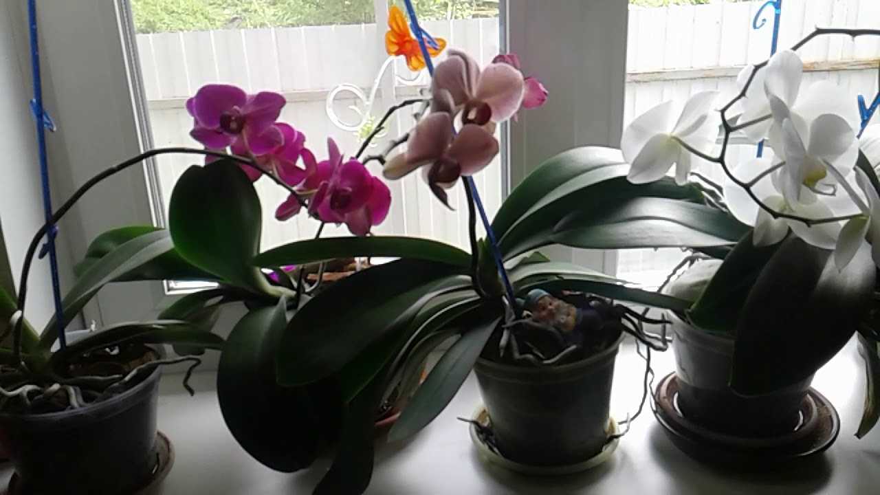 Орхидеи: применение витаминов и стимуляторов