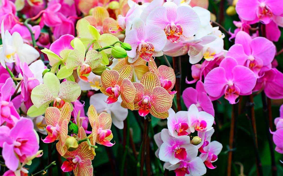 Кустовая орхидея: описание: фото и уход в домашних условиях