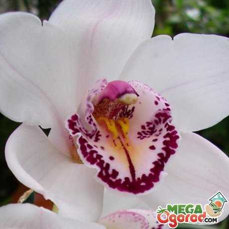 Орхидея дракула: фото, посадка и уход в домашних условиях. сверхъестественная красота: все, что нужно знать об орхидее дракула