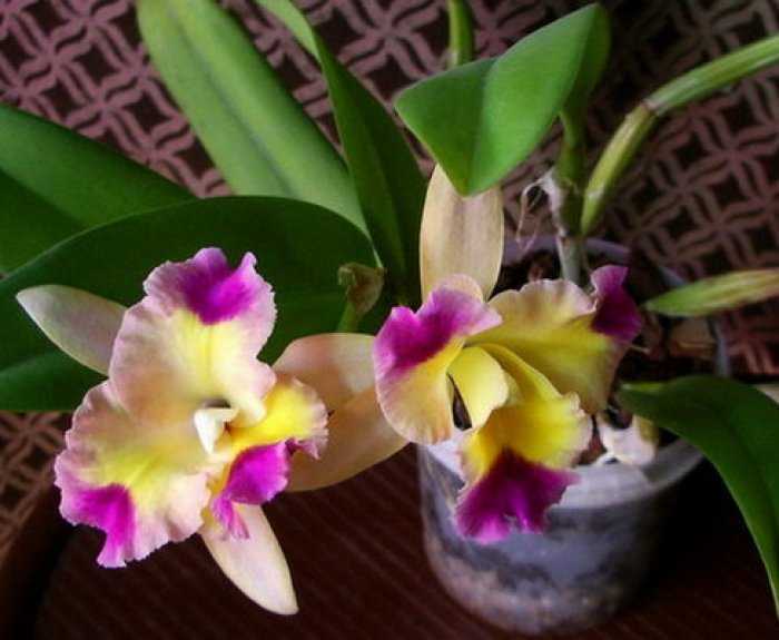 Правила домашнего ухода за орхидеей каттлеей